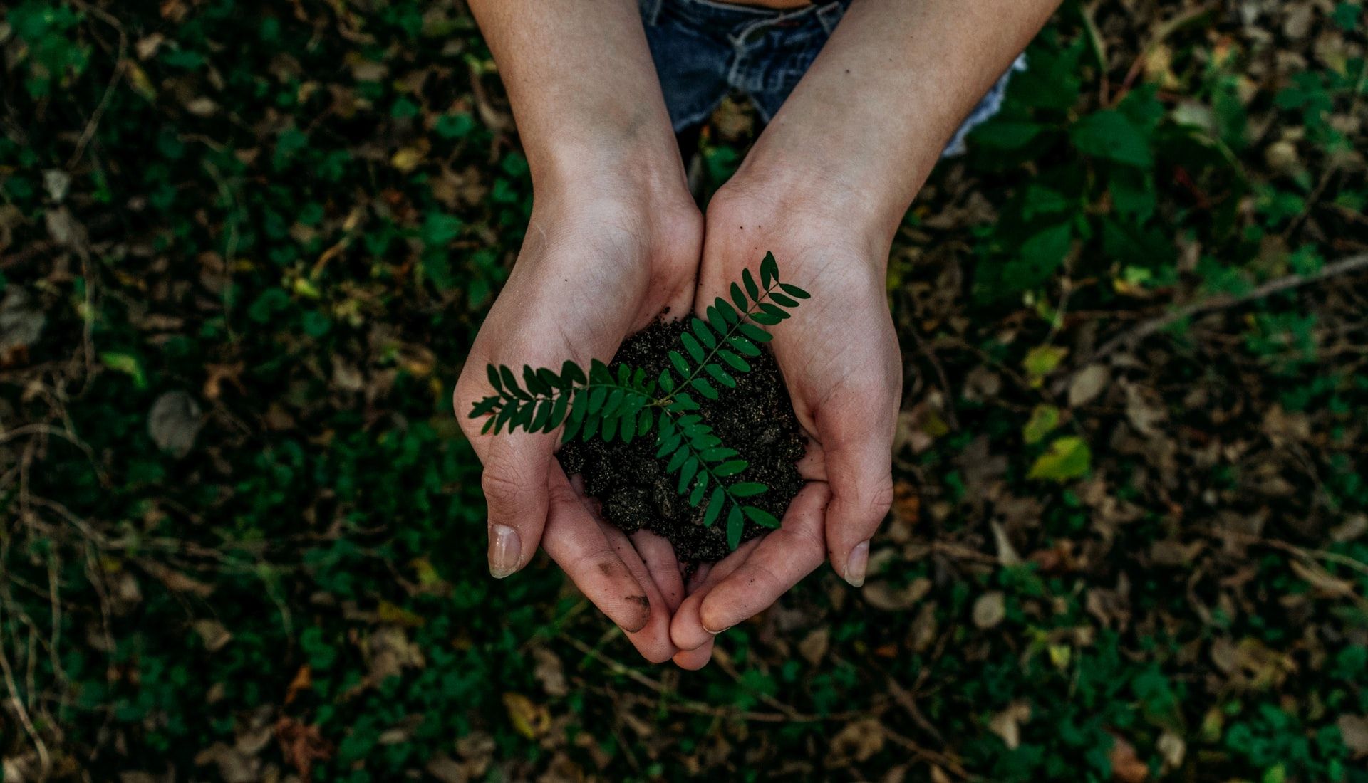 Mãos seguram um punhado de terra com uma muda de uma planta nascendo, representando a sustentabilidade.